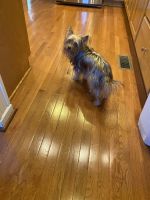 Yorkshire Terrier Puppies for sale in Covington, GA 30014, USA. price: NA