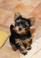 Yorkshire Terrier Puppies for sale in 3801 E Willow St, Long Beach, CA 90815, USA. price: NA
