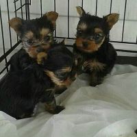 Yorkshire Terrier Puppies for sale in Los Angeles, CA, USA. price: NA