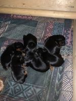 Yorkshire Terrier Puppies for sale in Abilene, TX, USA. price: NA
