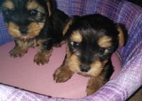 Yorkshire Terrier Puppies for sale in Alameda, CA, USA. price: NA