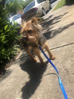 Yorkshire Terrier Puppies for sale in Greensboro, NC, USA. price: NA
