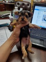 Yorkshire Terrier Puppies for sale in Farmington Hills, MI, USA. price: NA