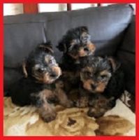 Yorkshire Terrier Puppies for sale in 6340 Americana Dr, Willowbrook, IL 60527, USA. price: NA