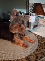 Yorkshire Terrier Puppies for sale in Bowie, MD, USA. price: NA