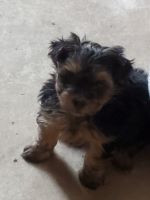 Yorkshire Terrier Puppies for sale in Hagerstown, IN 47346, USA. price: NA