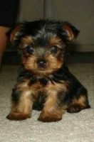 Yorkshire Terrier Puppies for sale in Boulder, CO, USA. price: NA