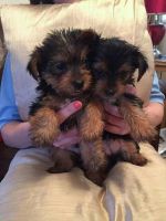 Yorkshire Terrier Puppies for sale in San Francisco, CA 94102, USA. price: NA