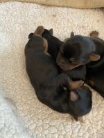 Yorkshire Terrier Puppies for sale in San Antonio, TX 78254, USA. price: NA