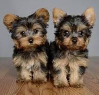 Yorkshire Terrier Puppies for sale in El Paso, TX 79910, USA. price: NA