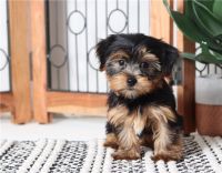 Yorkshire Terrier Puppies for sale in CORP CHRISTI, TX 78469, USA. price: NA