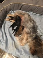 Yorkshire Terrier Puppies for sale in Georgetown, KY 40324, USA. price: NA