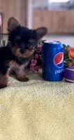 Yorkshire Terrier Puppies for sale in Shipshewana, IN 46565, USA. price: NA