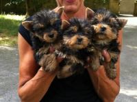 Yorkshire Terrier Puppies for sale in Salina, KS, USA. price: NA