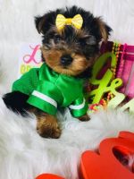 Yorkshire Terrier Puppies for sale in Las Vegas Convention Center, 3150 Paradise Rd, Las Vegas, NV 89109, USA. price: NA