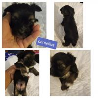 Yorkshire Terrier Puppies for sale in 157 Eva Ct, Newport News, VA 23601, USA. price: NA