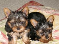 Yorkshire Terrier Puppies for sale in Seattle-Tacoma-Bellevue, WA, WA, USA. price: NA