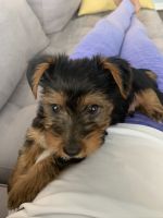 Yorkshire Terrier Puppies for sale in Houston, TX 77064, USA. price: NA