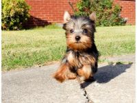 Yorkshire Terrier Puppies for sale in Newport Beach, CA, USA. price: NA