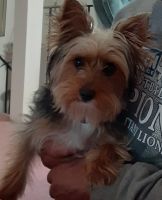 Yorkshire Terrier Puppies for sale in New Kensington, PA 15068, USA. price: NA