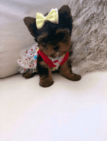Yorkshire Terrier Puppies for sale in Chicago, IL, USA. price: NA
