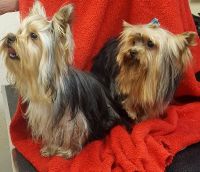 Yorkshire Terrier Puppies for sale in Ruidoso, NM, USA. price: NA