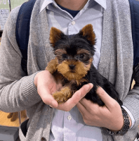 Yorkshire Terrier Puppies for sale in Parsippany-troy Hills Township, NJ, USA. price: NA