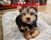 Yorkshire Terrier Puppies for sale in Los Angeles, CA 90012, USA. price: NA