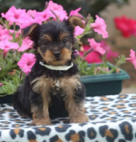 Yorkshire Terrier Puppies for sale in Taxville Rd, York, PA, USA. price: NA