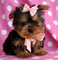 Yorkshire Terrier Puppies for sale in Taxville Rd, York, PA, USA. price: NA