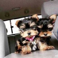 Yorkshire Terrier Puppies for sale in 90001 Marcola Rd, Springfield, OR 97478, USA. price: NA