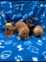 Yorkshire Terrier Puppies for sale in Dumfries, VA, USA. price: NA