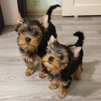 Yorkshire Terrier Puppies for sale in Dallas, TX 75247, USA. price: NA