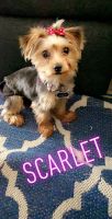 Yorkshire Terrier Puppies for sale in West Palm Beach, FL 33411, USA. price: NA