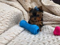 Yorkshire Terrier Puppies for sale in Nashville, TN, USA. price: NA