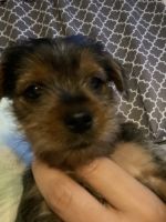 Yorkshire Terrier Puppies for sale in Hanahan, SC, USA. price: NA