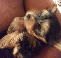Yorkshire Terrier Puppies for sale in Wilmington, DE 19802, USA. price: NA
