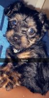 Yorkshire Terrier Puppies for sale in Fort Lauderdale, FL, USA. price: NA