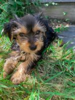 Yorkshire Terrier Puppies for sale in Columbiana, OH 44408, USA. price: NA