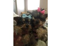 Yorkshire Terrier Puppies for sale in San Francisco, CA 94102, USA. price: NA