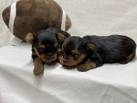 Yorkshire Terrier Puppies for sale in Hartwell, GA 30643, USA. price: NA