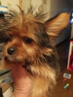Yorkshire Terrier Puppies for sale in Radcliff, KY, USA. price: NA