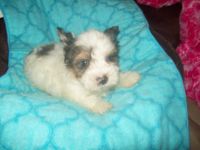 Yorkshire Terrier Puppies for sale in North Port, FL, USA. price: NA