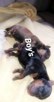 Yorkshire Terrier Puppies for sale in Brockton, MA, USA. price: NA