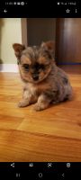Yorkshire Terrier Puppies for sale in West Bend, WI, USA. price: NA