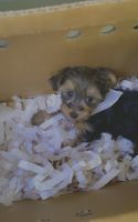 Yorkshire Terrier Puppies for sale in Philadelphia, PA 19104, USA. price: NA