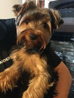 Yorkshire Terrier Puppies for sale in Rogers, AR, USA. price: NA