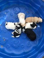 Yorkshire Terrier Puppies for sale in Atlantic Beach, NC, USA. price: NA