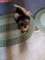 Yorkshire Terrier Puppies for sale in Wellsville, OH 43968, USA. price: NA