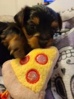 Yorkshire Terrier Puppies for sale in Atlanta, GA 30303, USA. price: NA